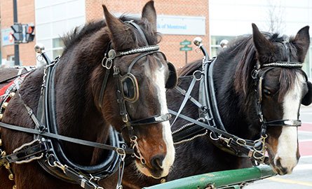 horses hooked up to wagon